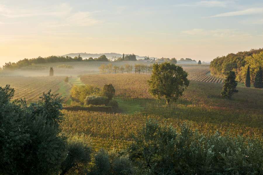 Wine and history