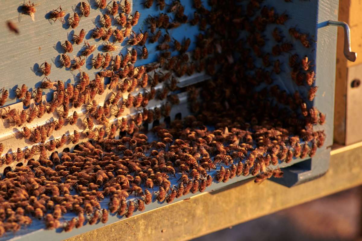 Beekeeping on the Villa Cordevigo estate Beekeeping on the Villa Cordevigo estate