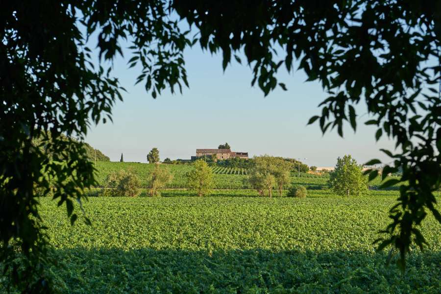 Wine and history
